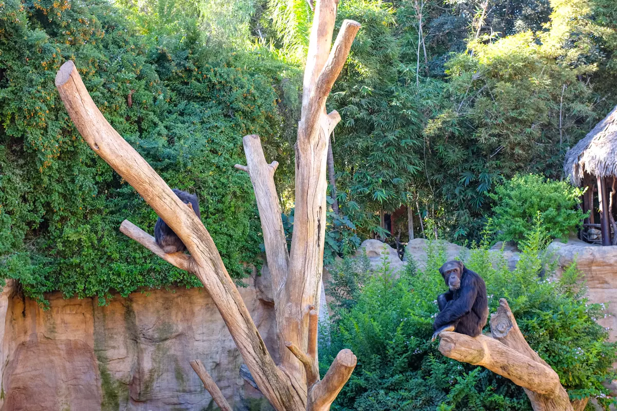 Bioparc Fuengirola