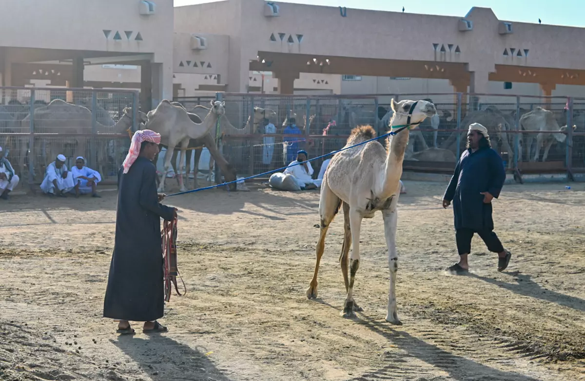 dubai camel market