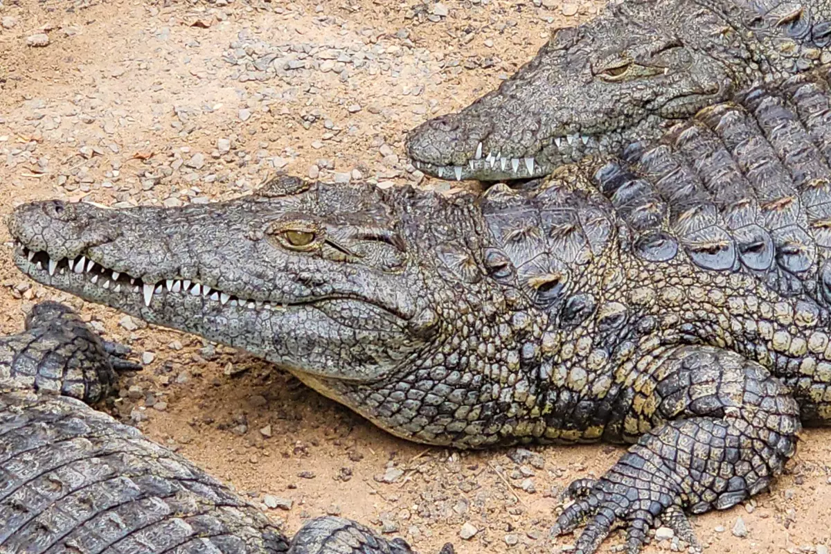 crocodile park agadir