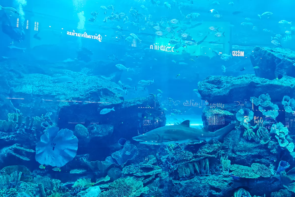 Dubai Aquarium and Underwater Zoo