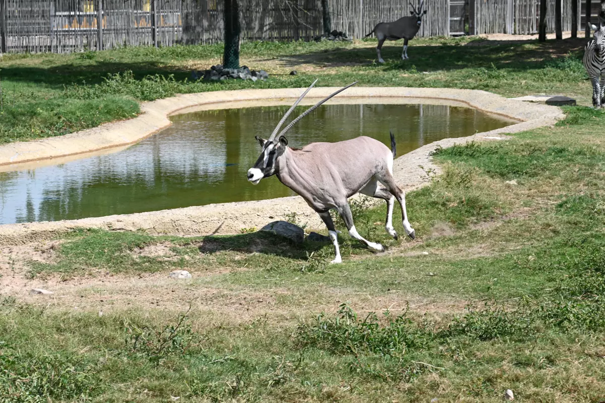 Dubai Safari Park