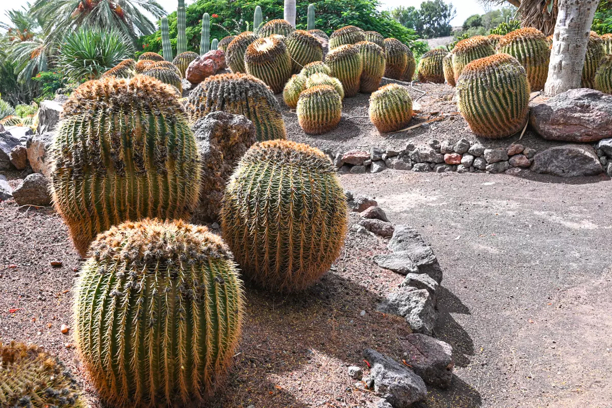 Cactus Garden