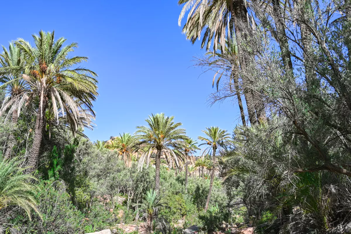 paradise valley agadir palms