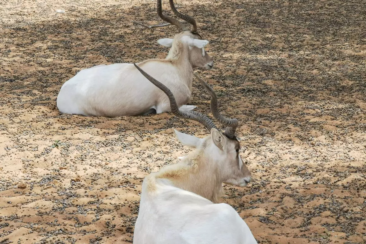 Souss Massa National Park