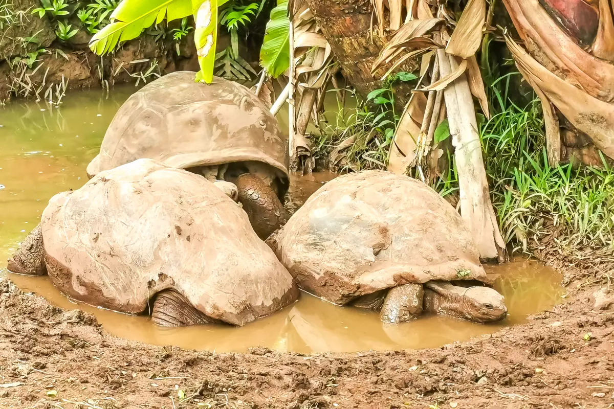 Tortoise Park in Chamarel Geopark