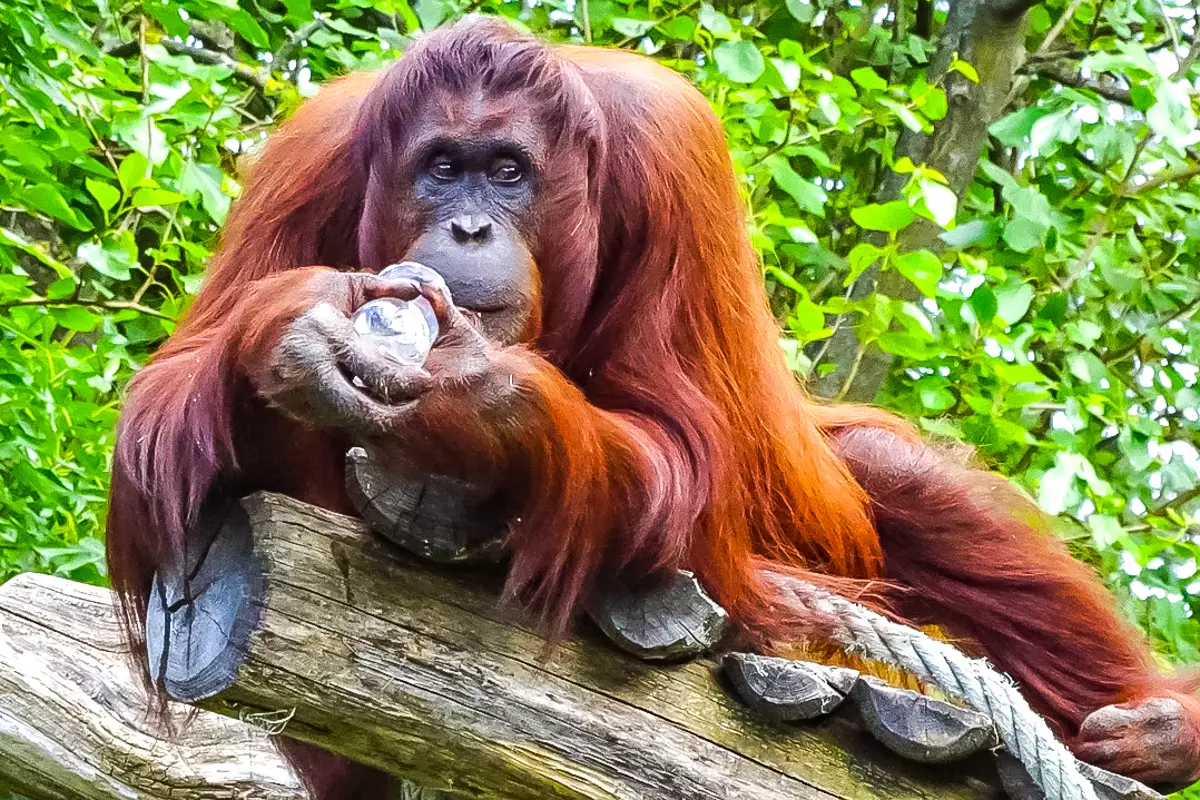Schönbrunn Zoo Vienna orangutan resting on wooden logs
