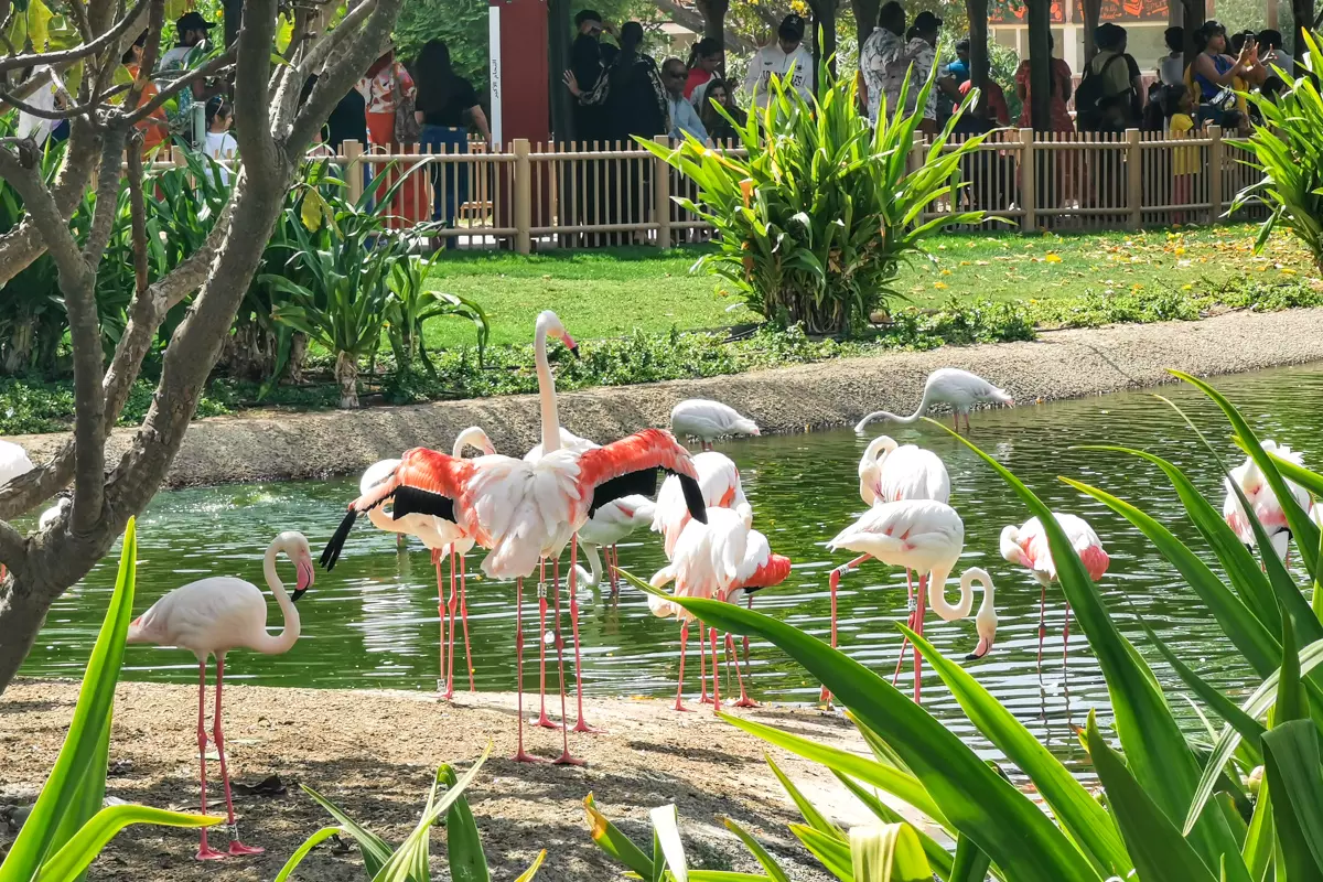 Pink flamingos by the water at Dubai Safari Park